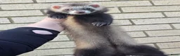 Ferret rodents for sale: Angora ferrets  - Advert 5