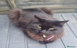 Mixed Breed cats for sale: Beautiful 3 year old female long hair domestic cat - Image 3