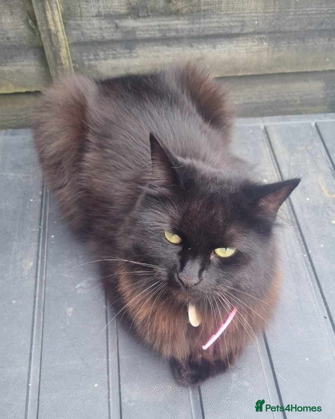 Mixed Breed cats for sale: Beautiful 3 year old female long hair domestic cat - Image 3
