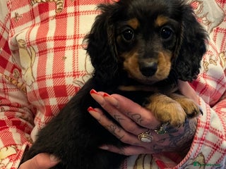 Miniature Dachshund dogs Stunning KC Reg Long Hair Mini Dachshund Puppies - Advert 3