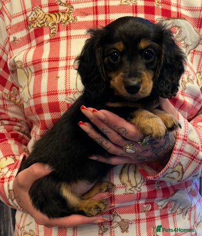 Miniature Dachshund dogs Stunning KC Reg Long Hair Mini Dachshund Puppies - Advert 16