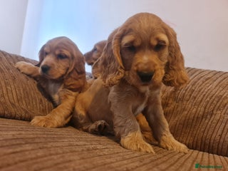 Cocker Spaniel dogs Golden Cocker Spaniel puppies - Advert 2
