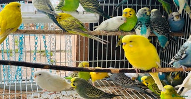 Budgerigars birds - Advert 11
