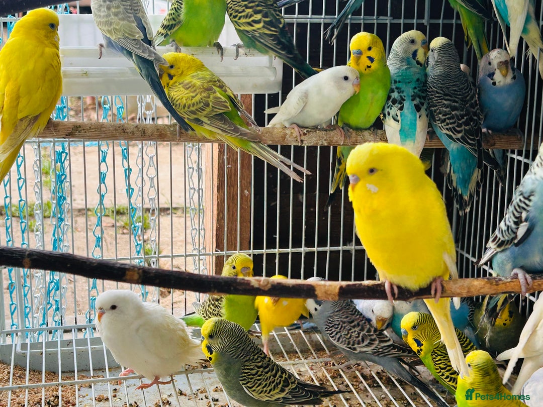 Budgerigars birds for sale: Various colour/ages budgies for sale  - Image 3