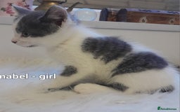 Siamese cats for sale: Bi colour blue and white kittens - Image 28
