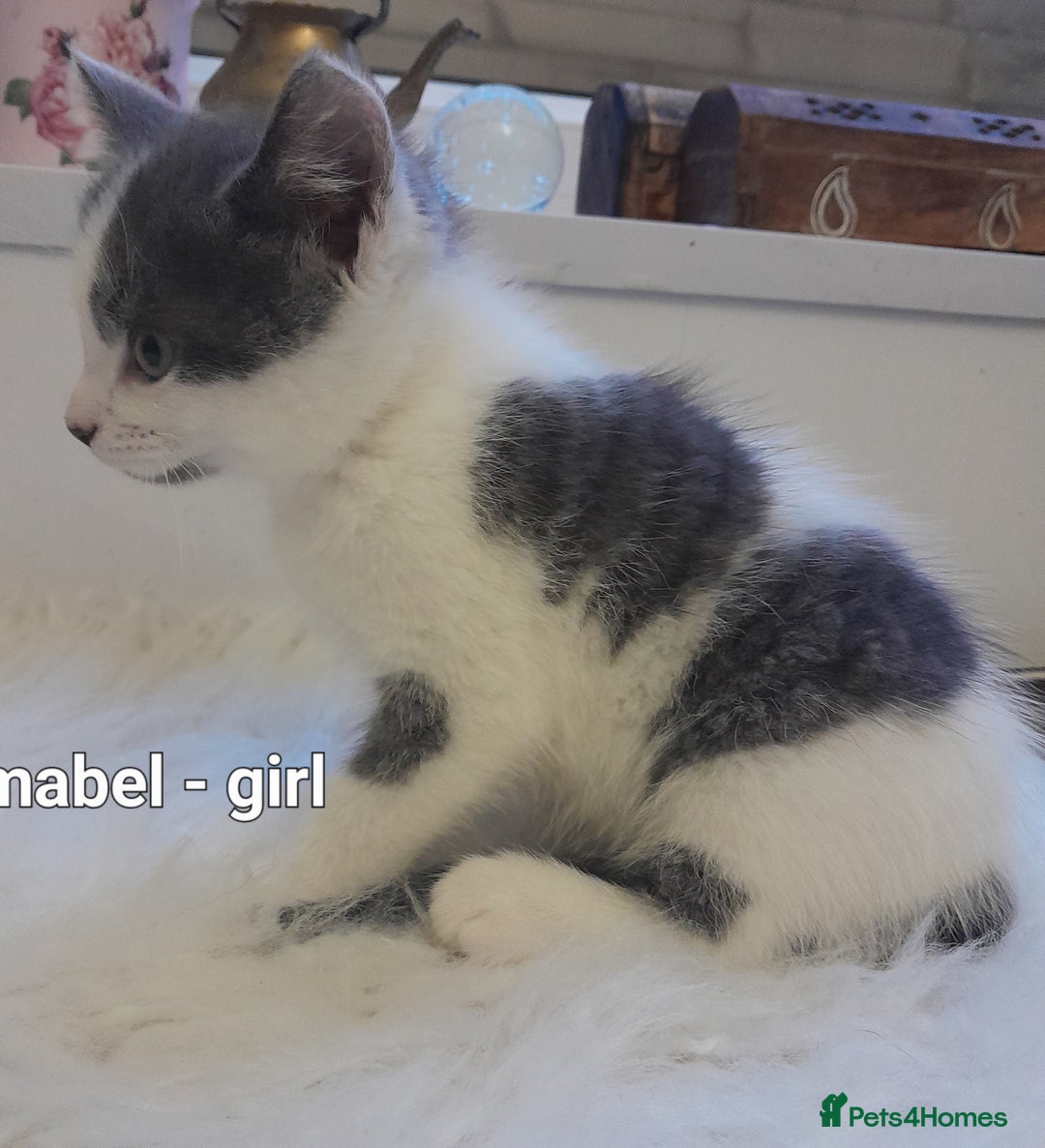 Siamese cats for sale: Bi colour blue and white kittens - Image 28
