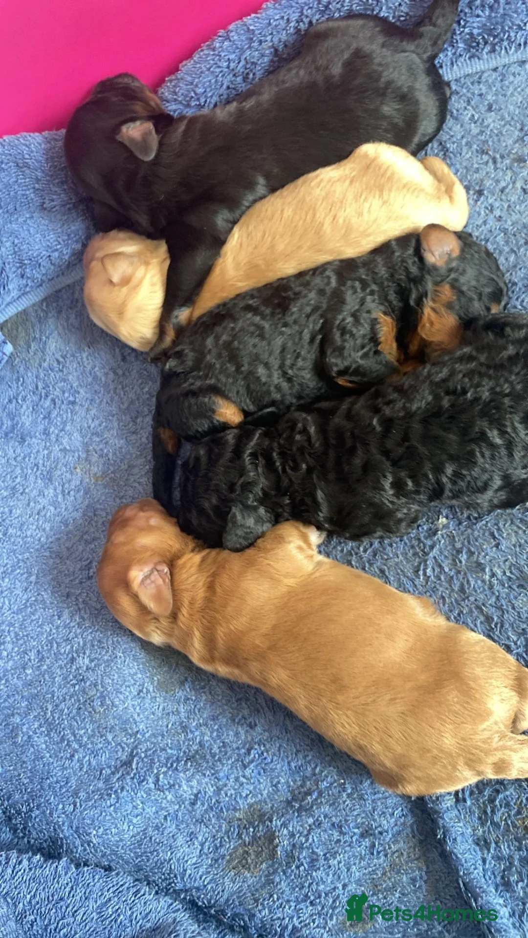Cockapoo dogs for sale: Toy poodles for sale in Salford - Advert 3