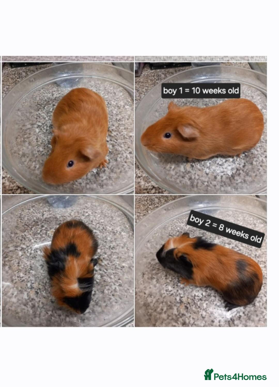 Guinea Pig rodents for sale: Baby guinea pigs ready now  - Advert 21