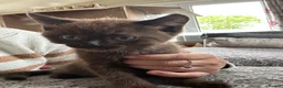Mixed Breed cats for sale: 🐱 2 male kittens looking for new home 🐱  - Advert 14