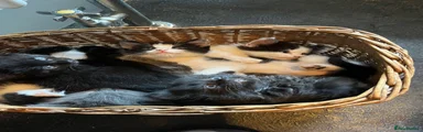 Mixed Breed 3