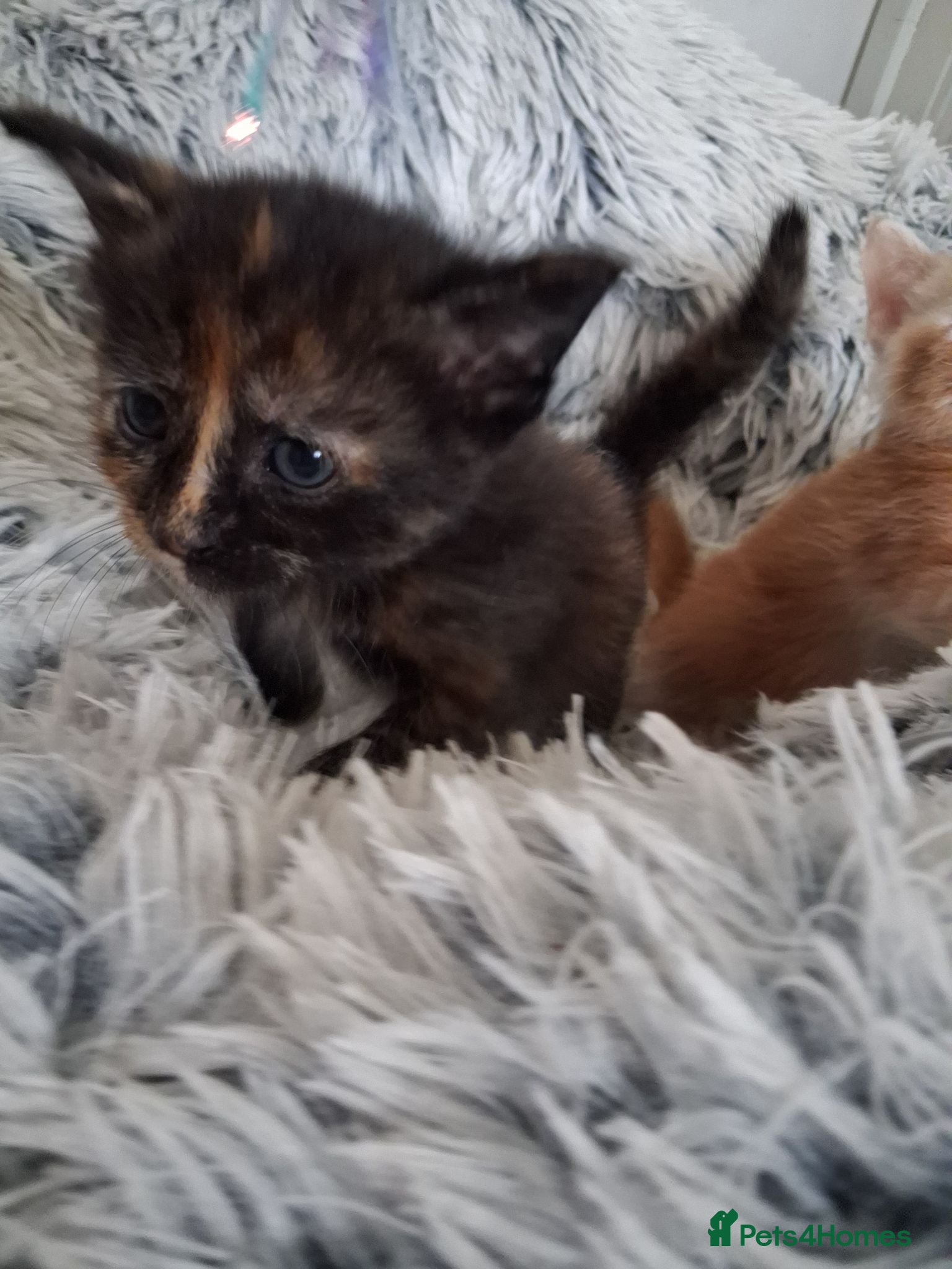 Maine Coon cats ***Beautiful mainecoon cross kittens***  - Advert 2
