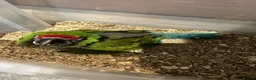 Macaws birds for sale: Selling baby handreared macaws  - Advert 2