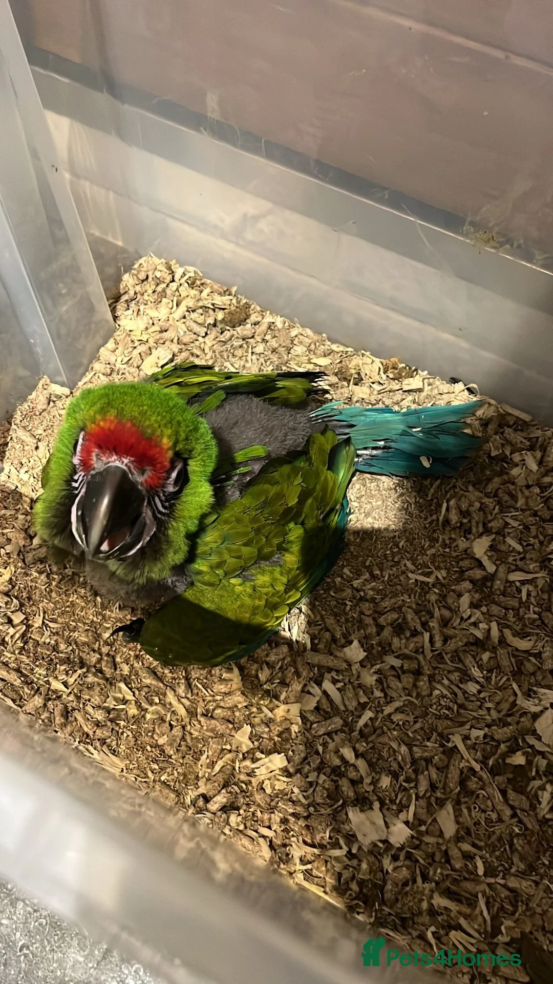 Macaws birds for sale: Selling baby handreared macaws  - Advert 2