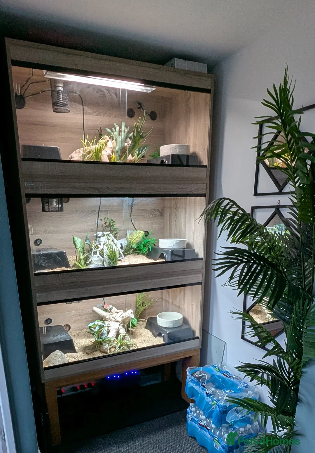 Python Snake reptiles for sale: 3 ball pythons+ all equipment - Advert 1