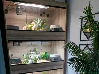 Python Snake reptiles 3 ball pythons+ all equipment - Advert 1