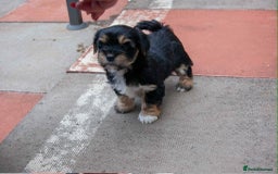 Lhasa Apso dogs for sale: Rare 5* Kyi-Leo Puppies ready for loving homes NOW - Image 20