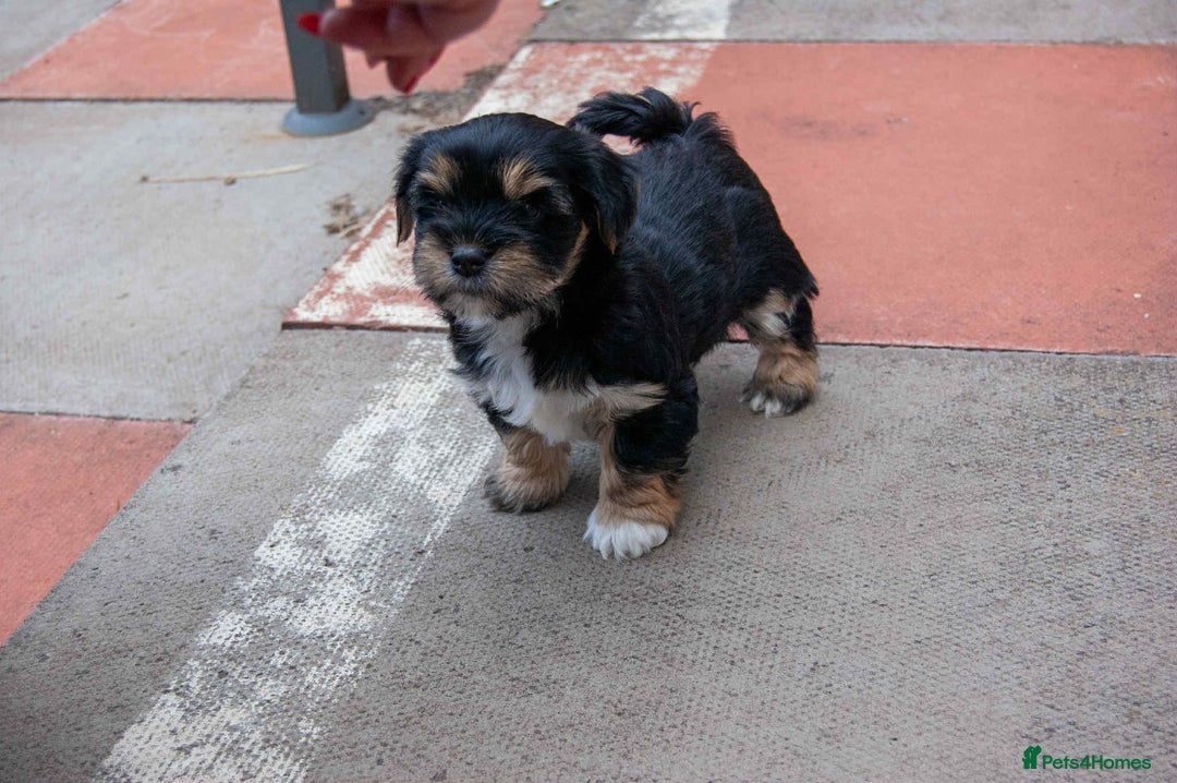 Lhasa Apso dogs for sale: Rare 5* Kyi-Leo Puppies ready for loving homes NOW - Image 20