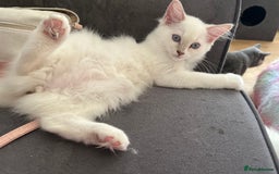 Ragdoll cats for sale: GCCF RAGDOLL KITTENS  - Image 2