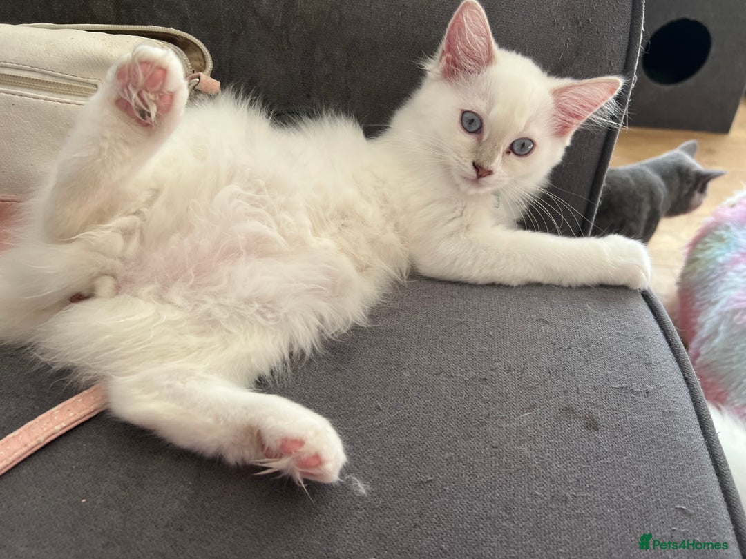 Ragdoll cats for sale: GCCF RAGDOLL KITTENS  - Image 2