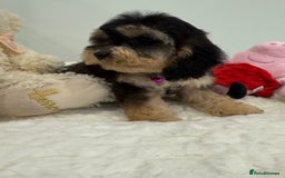 Cockapoo dogs for sale: Stunning sable, roan, parti f1. Full dna clear  - Image 17
