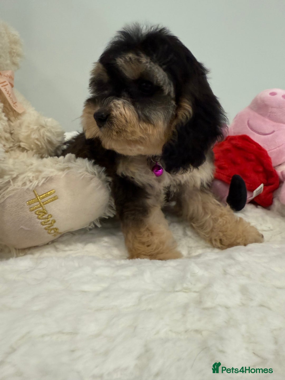 Cockapoo dogs for sale: Stunning sable, roan, parti f1. Full dna clear  - Image 17