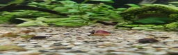 Snails fish for sale: Mystery Snails - Advert 9