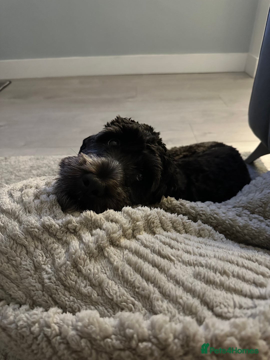 Cockapoo dogs for sale: Rio (13 month old Cockapoo)  - Advert 3