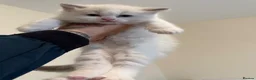 Ragdoll cats for sale: Gorgeous Ragdoll Kittens Looking for Loving Homes - Advert 27