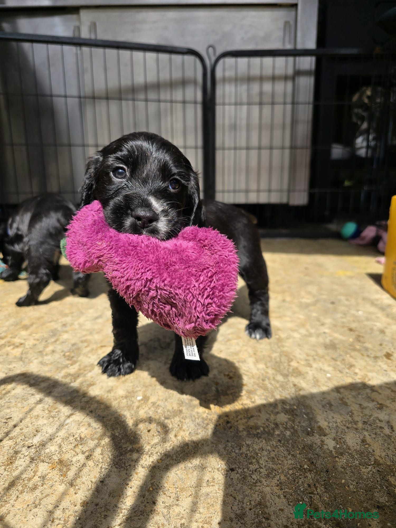 Sprocker dogs Sprocker Spaniel Puppies - Advert 2
