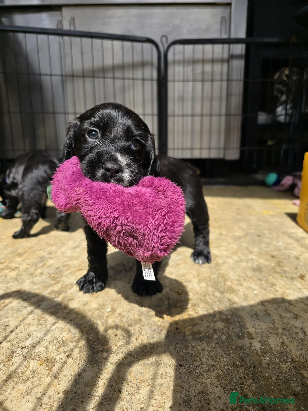 Sprocker dogs for sale: Sprocker Spaniel Puppies - Advert 2