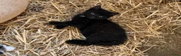 British Shorthair cats for sale: Kittens British shorthair x ragdoll  in Petersfield - Advert 9