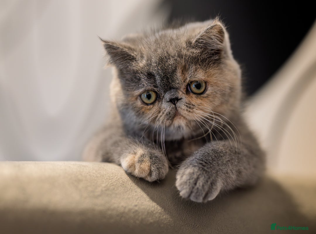Exotic cats for sale: GCCF Registered - Advert 16