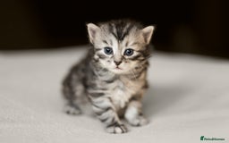 Siberian cats for sale: Traditional Siberian Kittens - 2 Girls Available - Image 2
