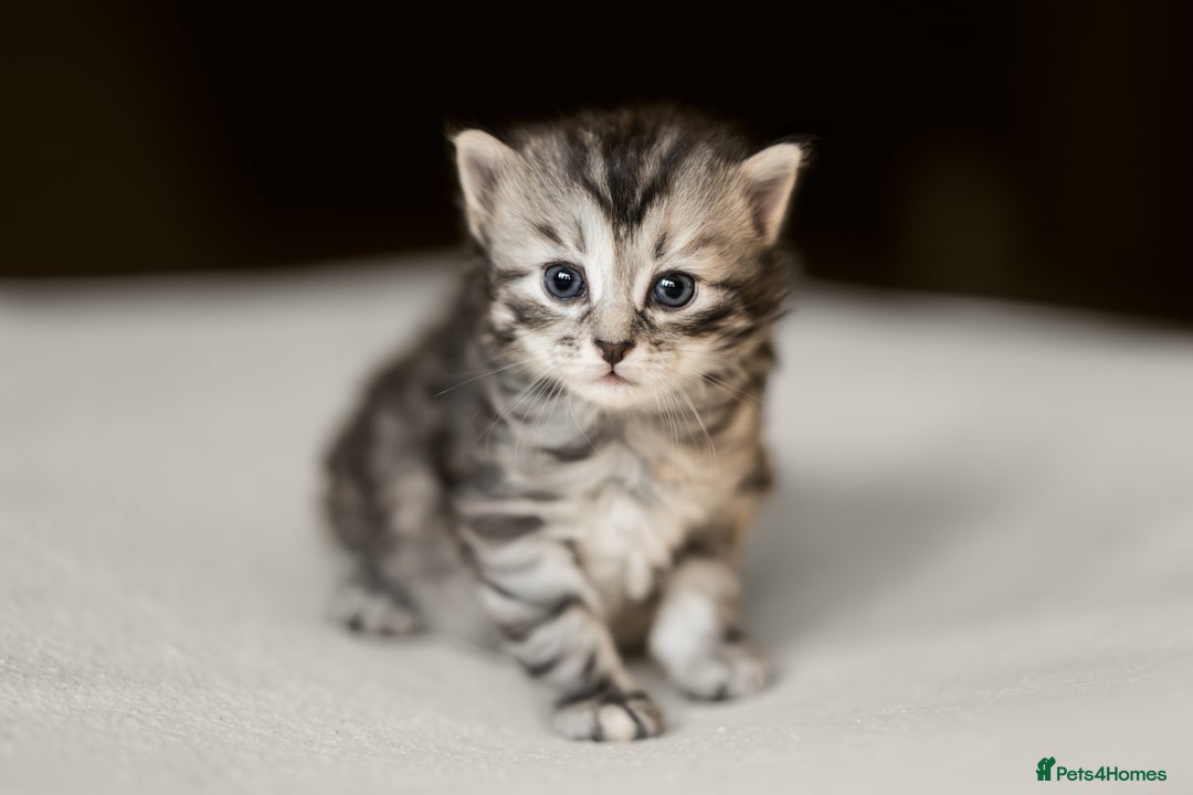 Siberian cats for sale: Traditional Siberian Kittens - 2 Girls Available - Image 2
