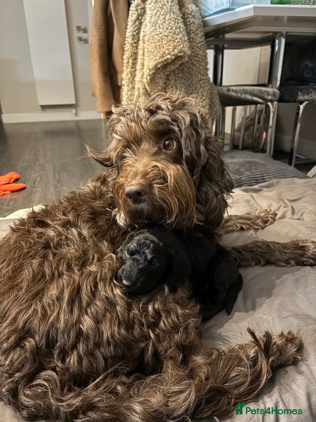 Cockapoo dogs for sale: Super cute cockapoo puppies 🥰 - Advert 8