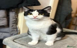 Domestic Shorthair cats for sale: Kittens For Sale - Image 11