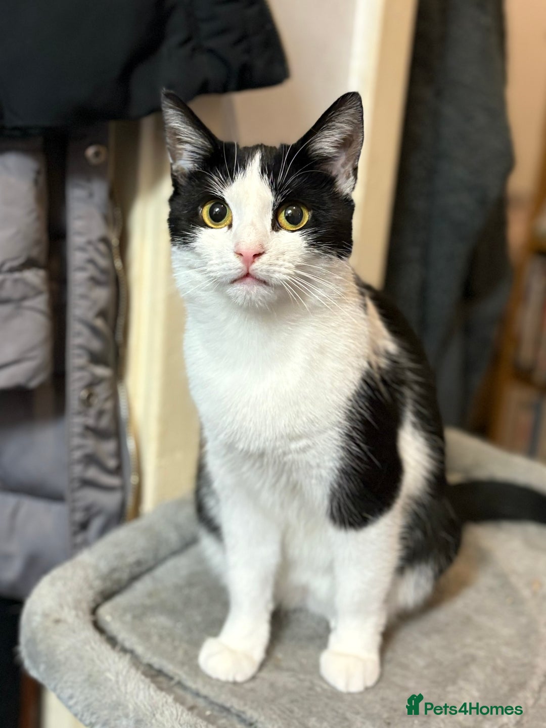 Domestic Shorthair cats for sale: Kittens For Sale - Image 11