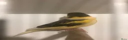 Canaries birds for sale: Canary in Durham  in Durham - Advert 3