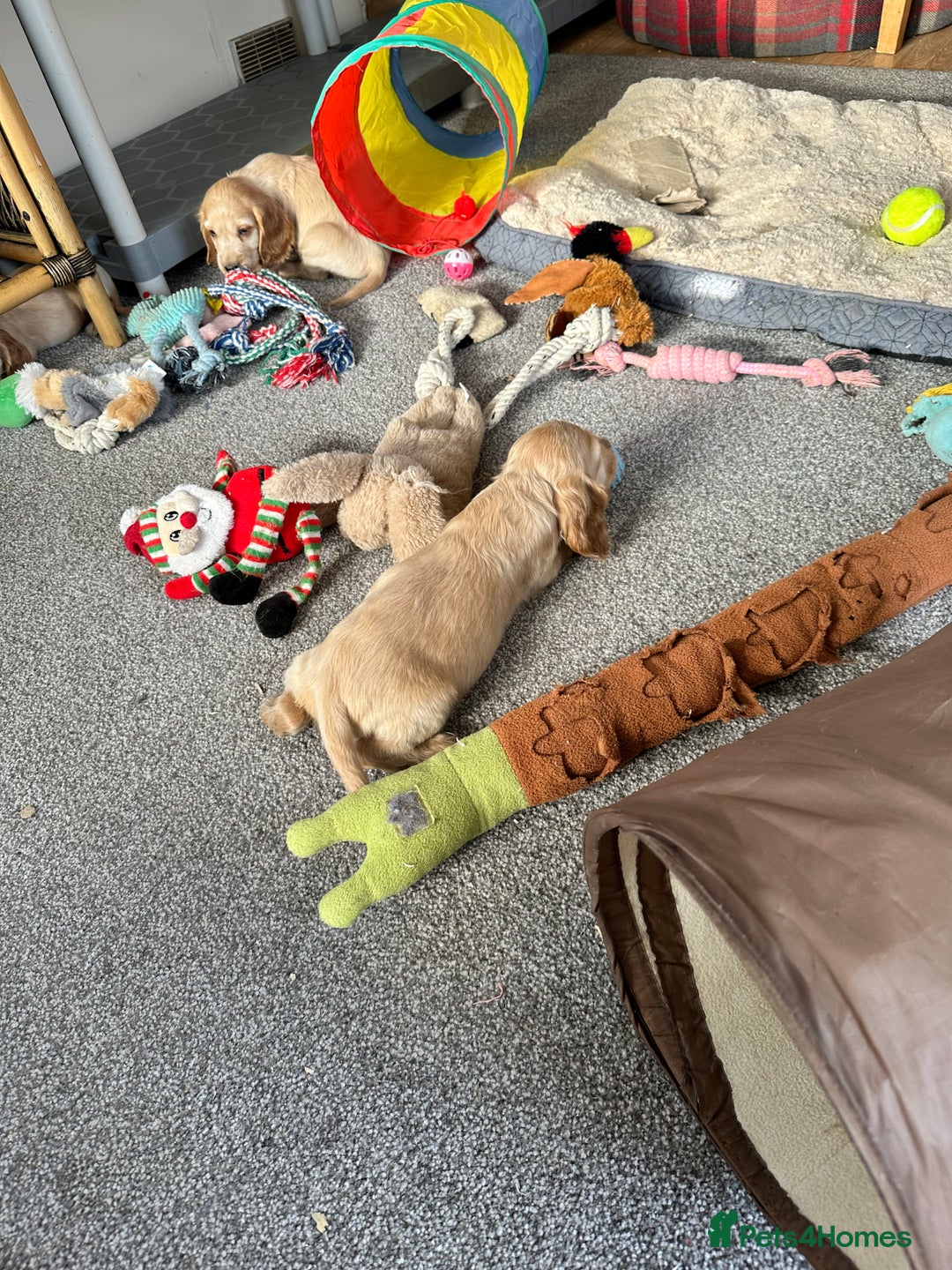 Cocker Spaniel dogs for sale: Beautiful gold cocker puppies - Image 5