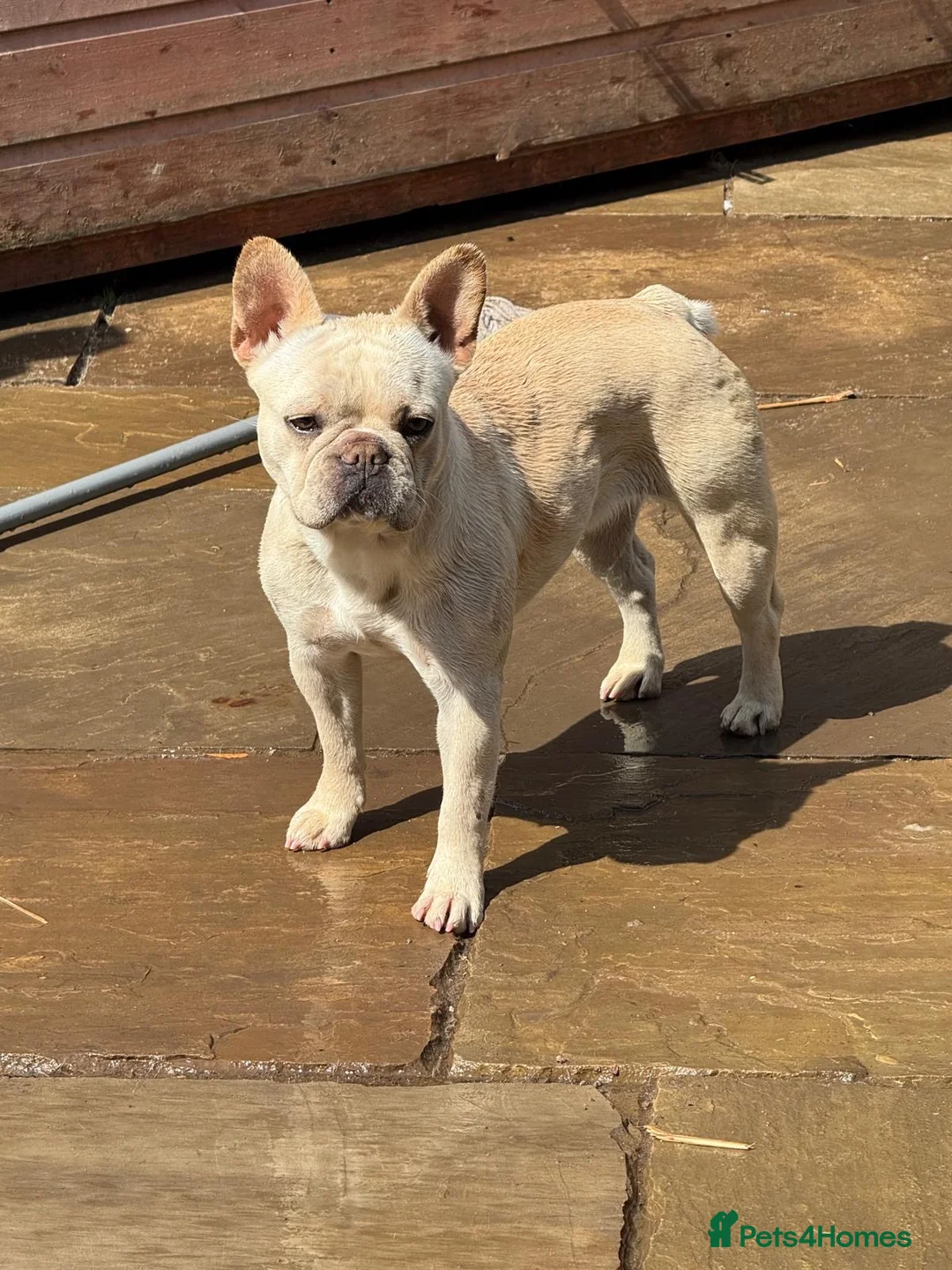 French Bulldog dogs for sale: Kc registered  in Widnes - Advert 1