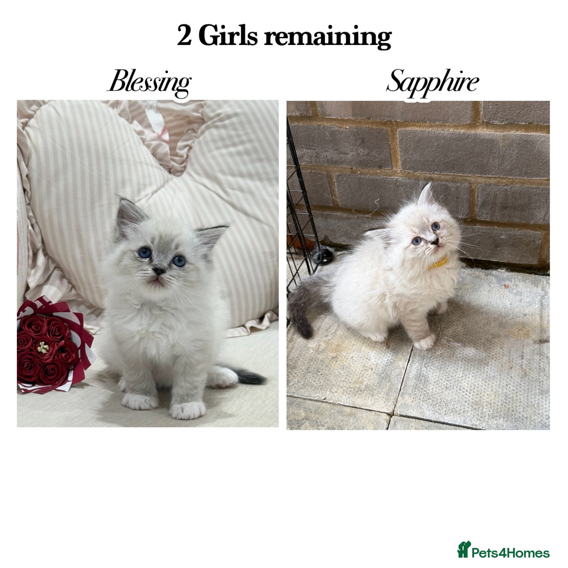 Ragdoll cats for sale: Adorable litter of Ragdoll kittens - Advert 1
