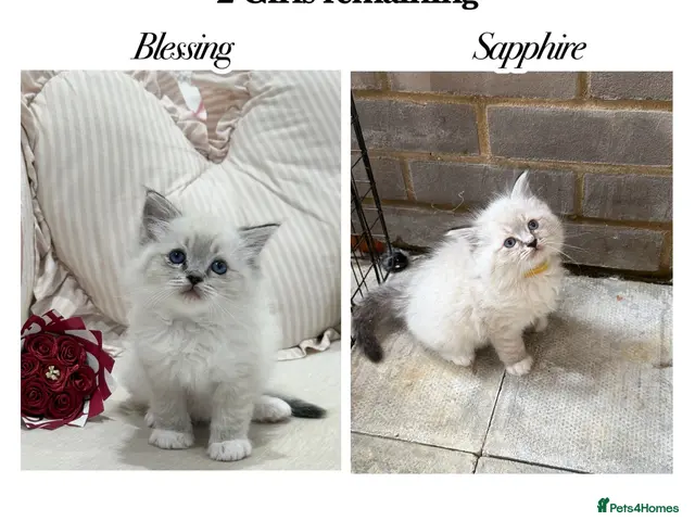 Ragdoll cats for sale: Adorable litter of Ragdoll kittens - Advert 1