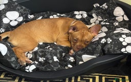 French Bulldog dogs for sale: Saidie 7 month old French bulldog  - Image 1