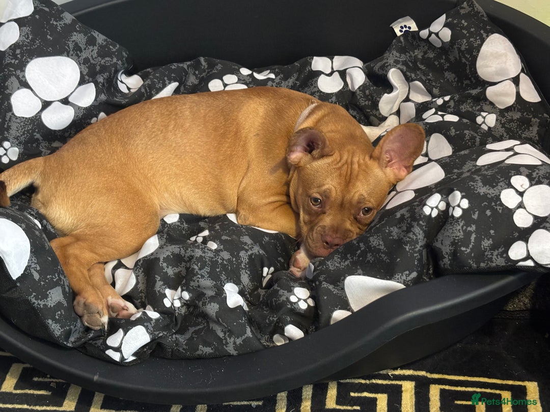 French Bulldog dogs for sale: Saidie 7 month old French bulldog  - Image 1