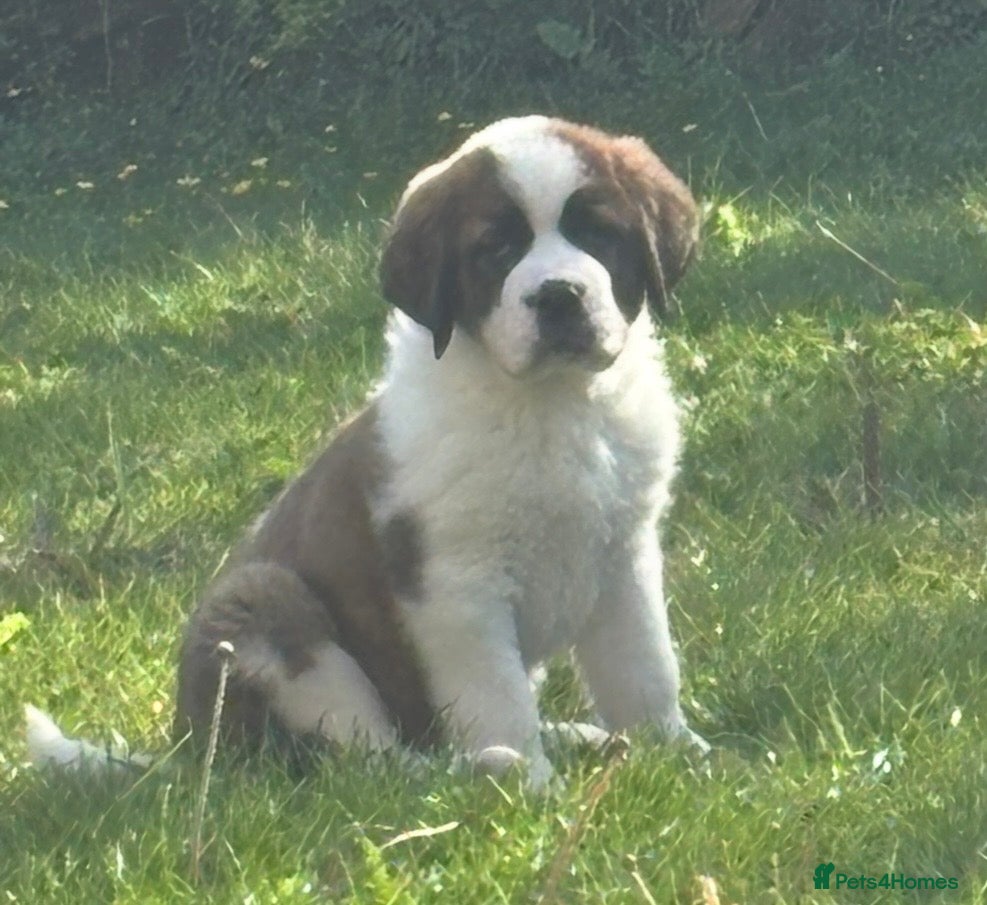 Saint Bernard dogs READY NOW - Stunning Chunky ST Bernard puppies  - Advert 2