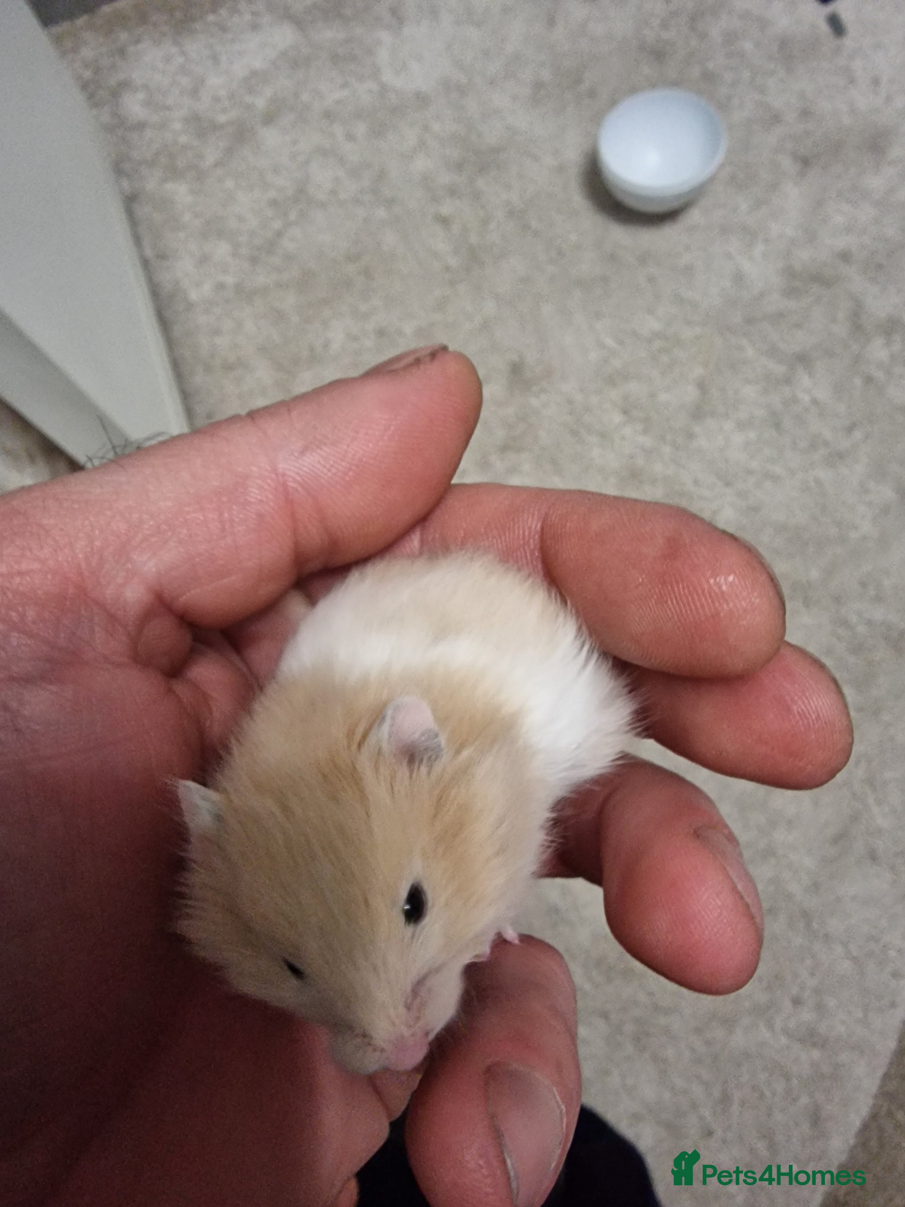 Hamster rodents Syrian hamster  - Advert 1