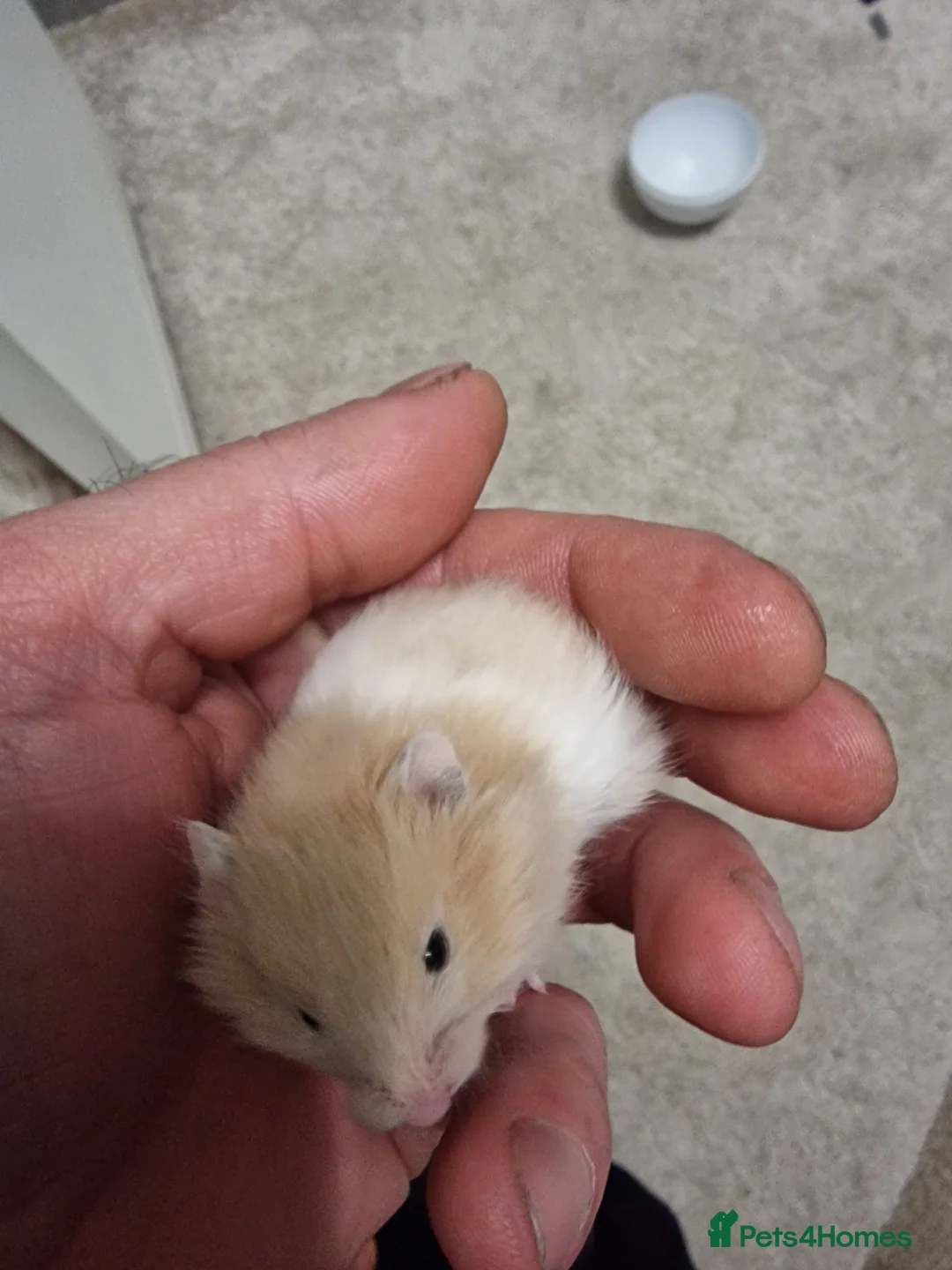 Hamster rodents for sale: Syrian hamster  - Advert 1