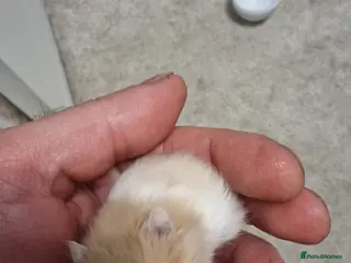 Hamster rodents Syrian hamster - Advert 1