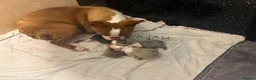 Boston Terrier dogs for sale: Beautiful boston puppies  - Advert 1