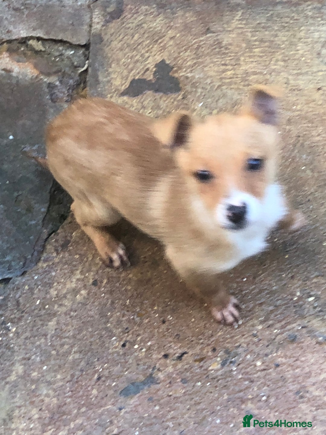 Pomchi dogs for sale: Pomchi - Advert 4